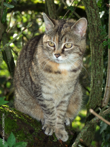 Wallpaper Mural KATZE IM BAUM . CAT IN THE TREE Torontodigital.ca