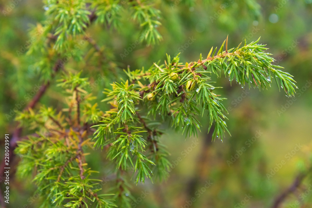 Close-up Dew drops on juniper branch. Wild juniper bush Close-up Dew drops on juniper branch. Wild juniper bush