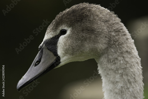 Fototapeta Naklejka Na Ścianę i Meble -  A profile shot of a young swan cygnet, its plumage a mix of grey and black.