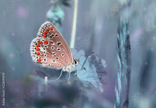 Canvas Print Dreamy blue field with flying red butterfly, magic morning