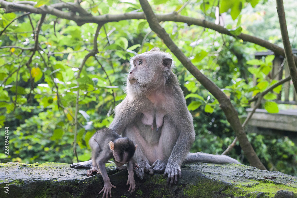 Macaque family. Small macaca fascicularis baby and mother in green Ubud Monkey Forest, Bali, Indonesia