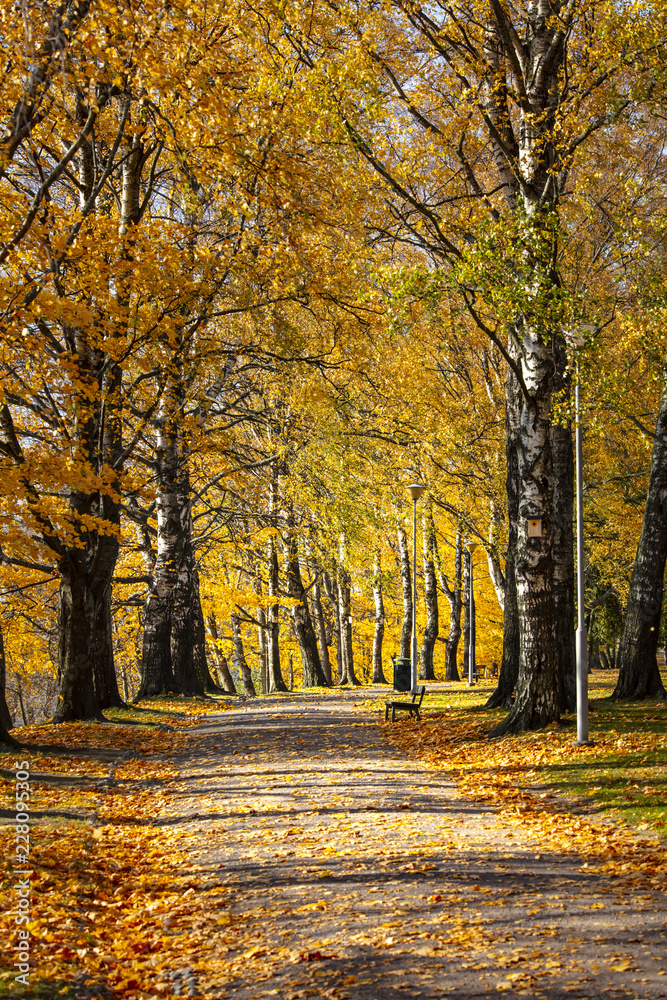 Autumn park in Finland. The trees are colorful yellow.