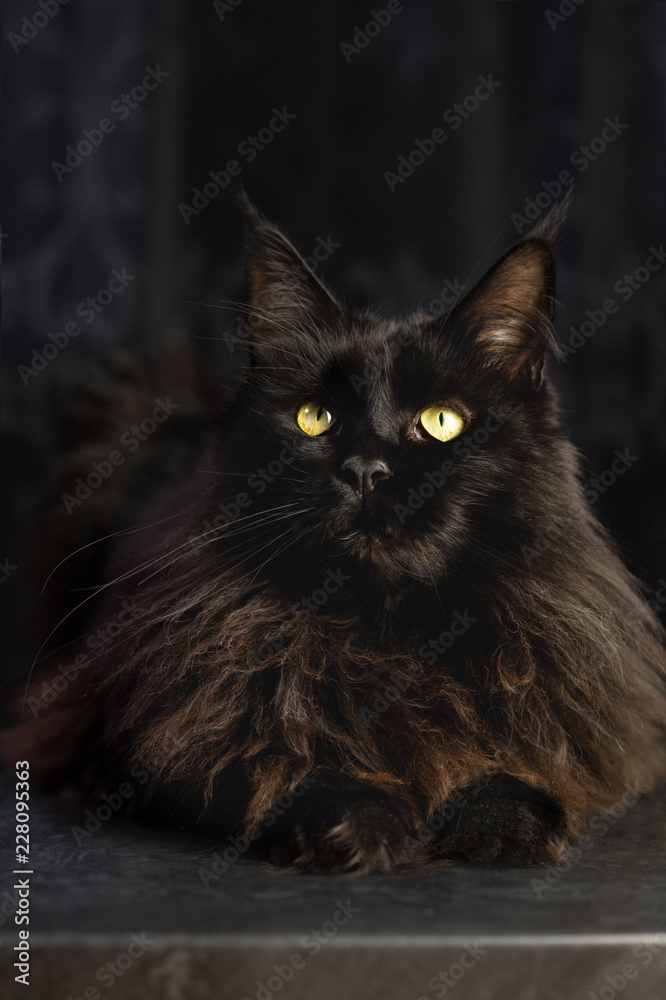 Schwarze Langhaarkatze Schwarze Langhaarkatze