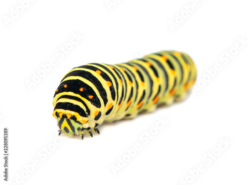 Swallowtail caterpillar isolated