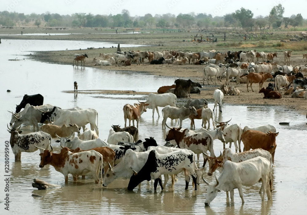 Obraz premium troupeau de zébus s'abreuvant dans un cours d'eau, Burkina Faso, Afrique