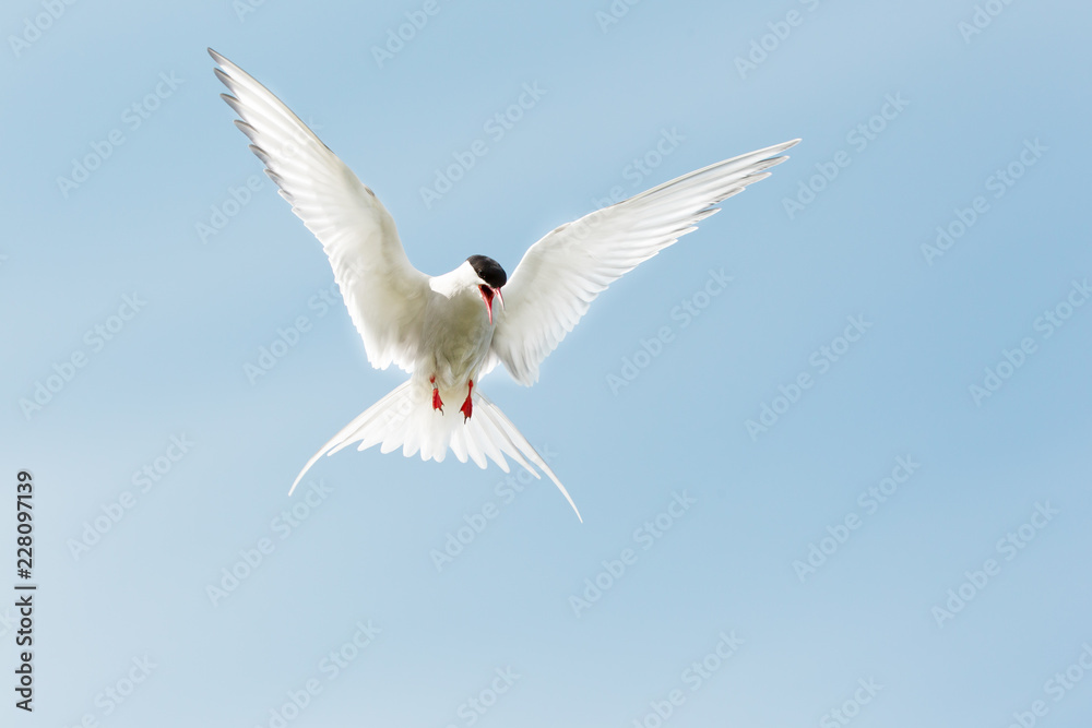 Fototapeta premium Arctic Tern (Sterna paradisaea) calling defensively in flight