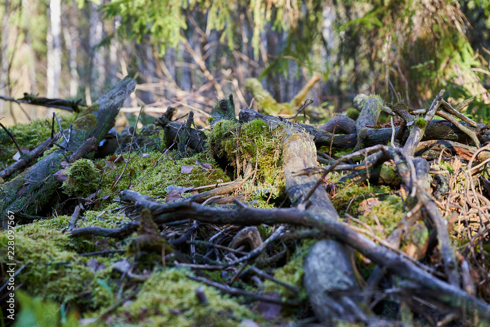 Lighted dim gloomy forest with beautiful green moss and scary roots Lighted dim gloomy forest with beautiful green moss and scary roots
