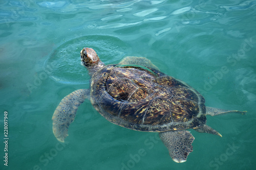 Sea turtle swims in sea water. Olive green sea turtle closeup. Wildlife of tropical coral reef. 