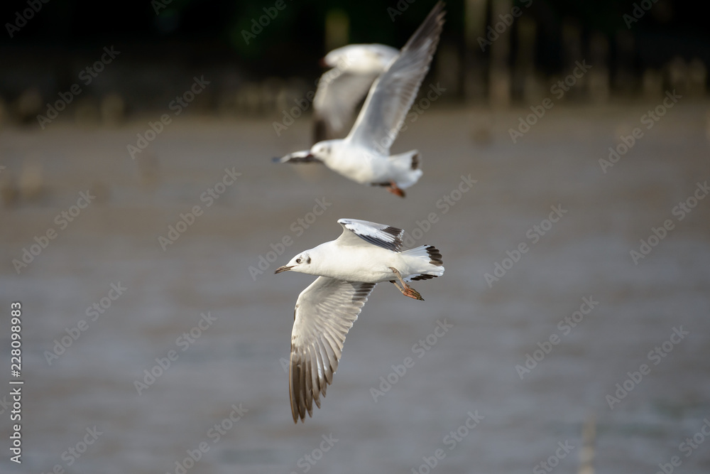 flying seagull at bangpu recreation center samut prakan thailand flying seagull at bangpu recreation center samut prakan thailand