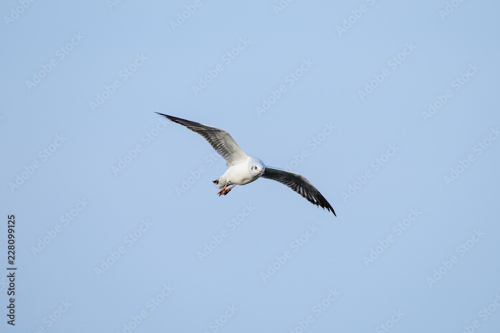 flying seagull at bangpu recreation center samut prakan thailand flying seagull at bangpu recreation center samut prakan thailand
