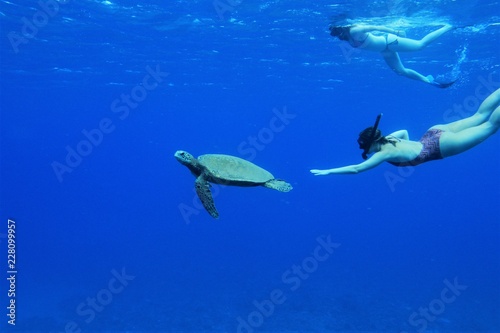 Fototapeta Naklejka Na Ścianę i Meble -  Snorkel con tortugas marinas en aguas Hawaiianas