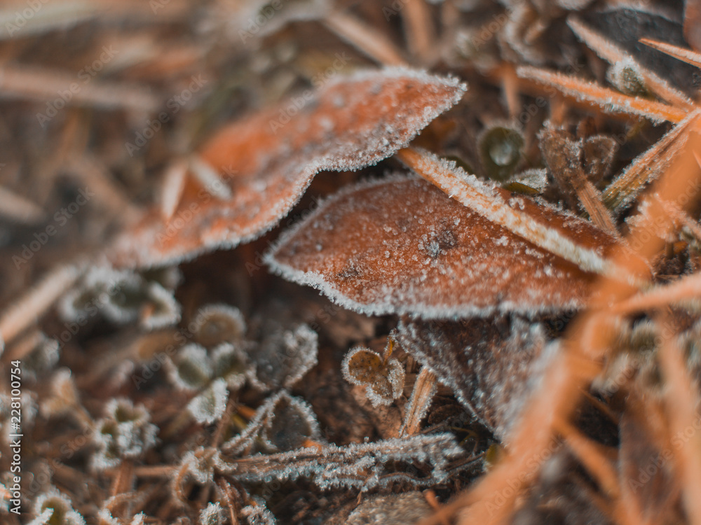 Frozen Plants