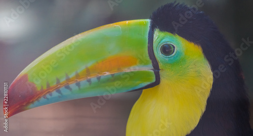 keel-billed toucan head portrait (Ramphastos sulfuratus) © Martin