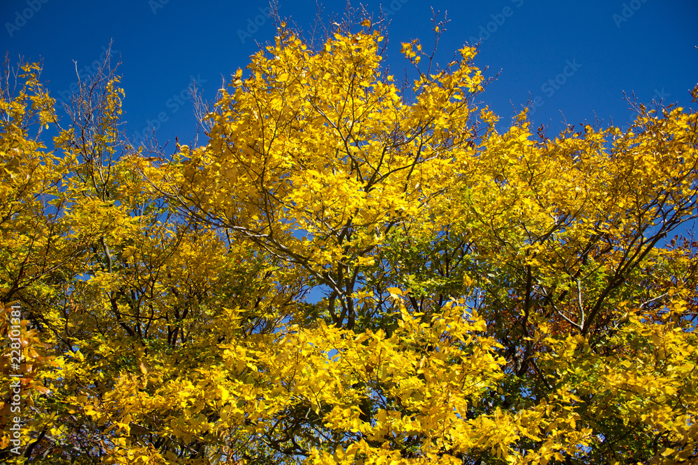 Autumn forest. Beautiful picturesque forest in the fall in red-yellow and orange colors. Autumn picturesque forest landscape. Yellow leaves on the trees. Autumn forest. Beautiful picturesque forest in the fall in red-yellow and orange colors. Autumn picturesque forest landscape. Yellow leaves on the trees.