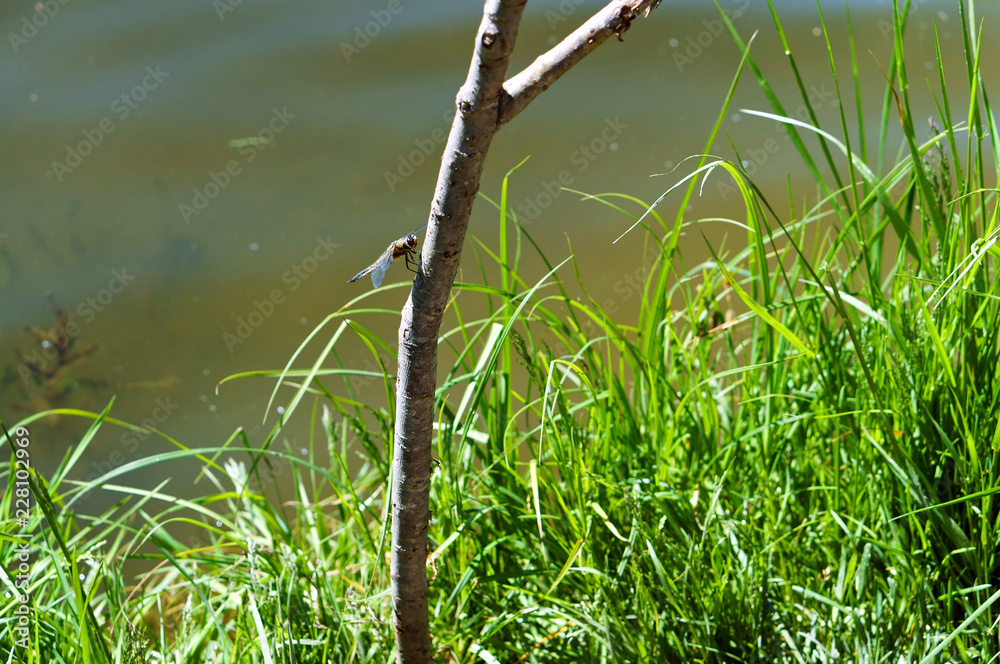 A dragonfly on a branch. A dragonfly on a branch near a pond. A dragonfly on a branch. A dragonfly on a branch near a pond.