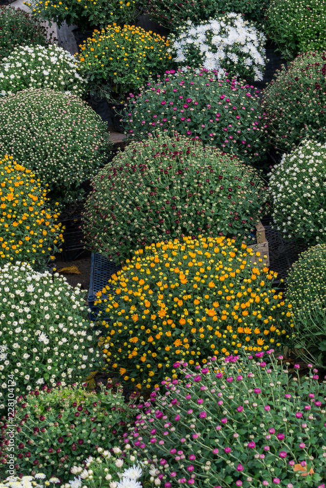 Beautiful chrysanthemums Beautiful chrysanthemums