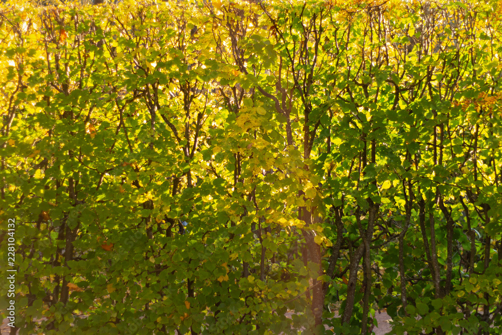 beautiful background of autumn leaves in the garden beautiful background of autumn leaves in the garden