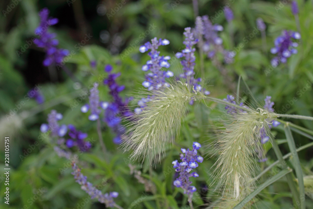 Ziergras vor Lavendel Ziergras vor Lavendel