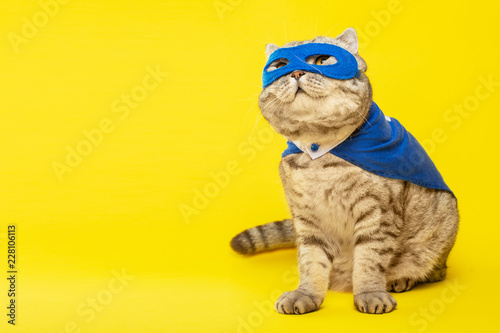 superhero, scotch whiskey with a blue cloak and mask. The concept of a superhero, super cat, leader. On a bright yellow background with space © Anton