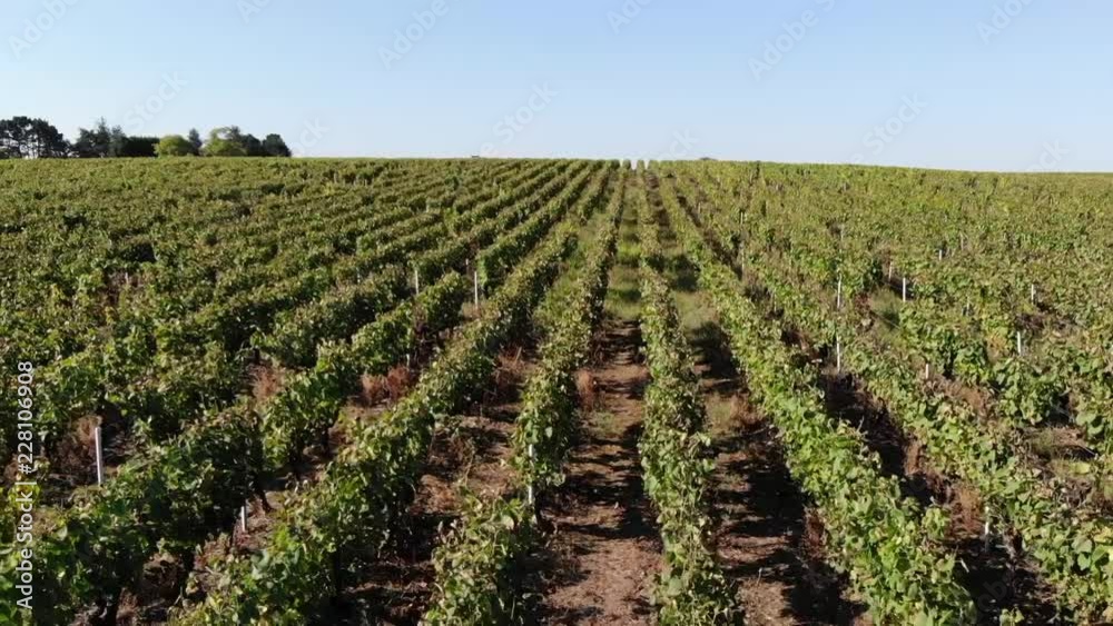 drone on vineyard drone on vineyard