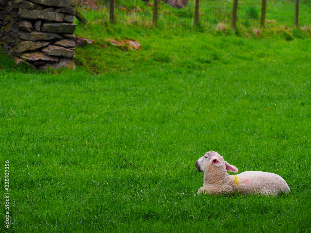 Obraz premium sheep