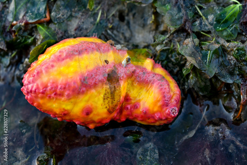 Bild auf Leinwand Pink warty sea cucumber