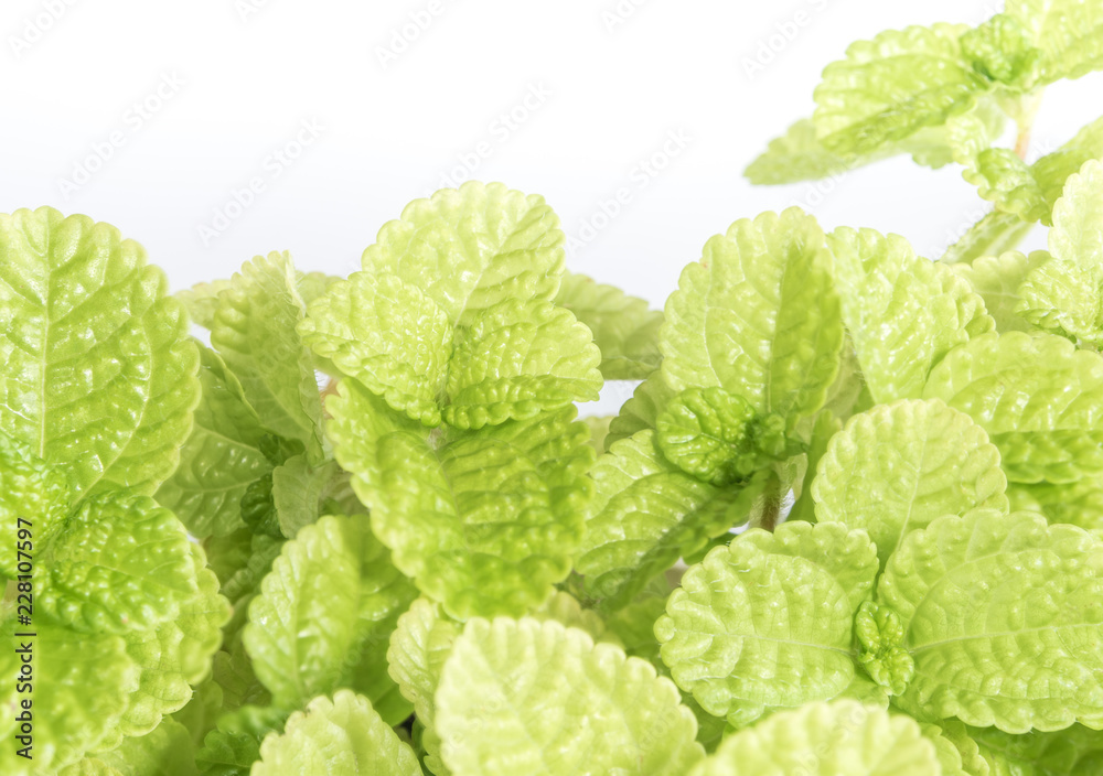 Surface texture on Leaves of ornamental plant background or texture Surface texture on Leaves of ornamental plant background or texture