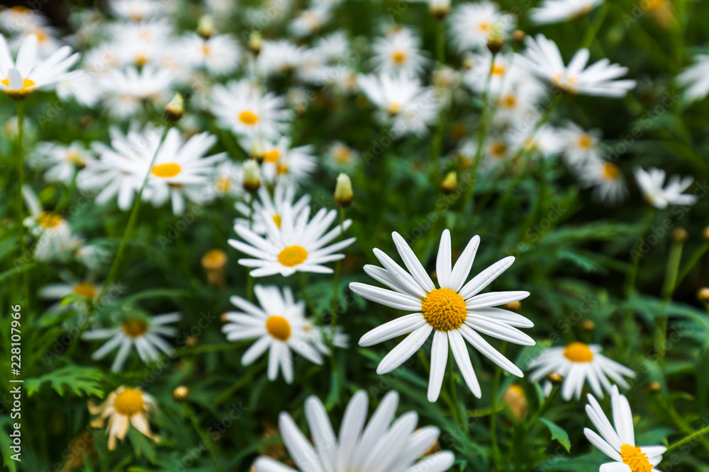 Fototapeta premium Chamomile flowers - floral background