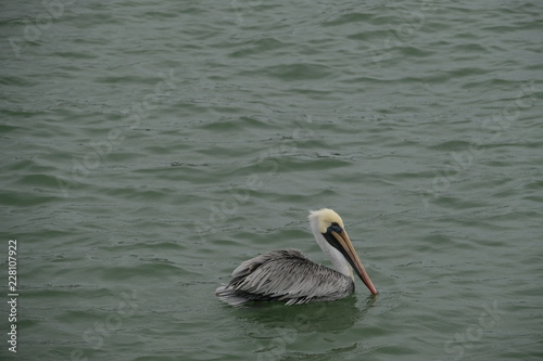 pelican bird ,water bird © CK