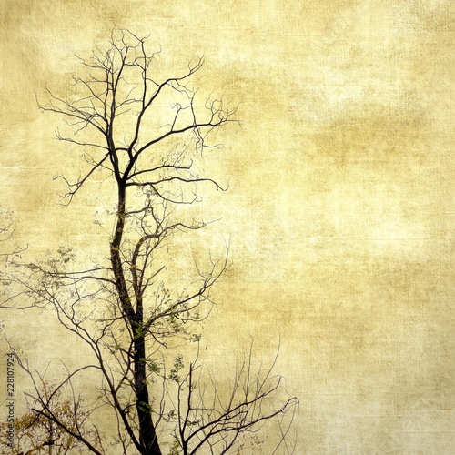 Grunge bare tree in sepia tones. Nature background. photo