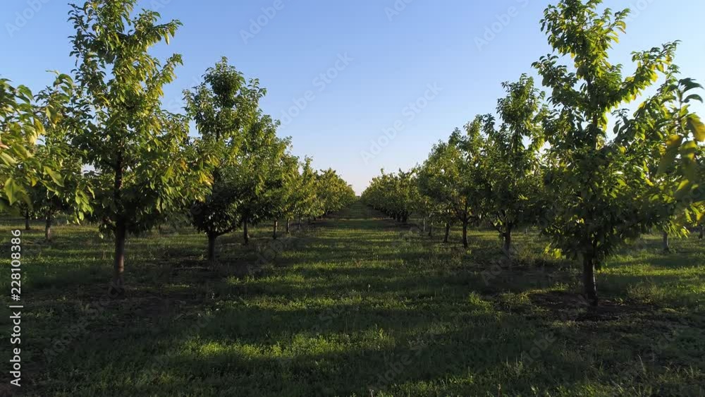Fruit trees, garden. Walnut Plantation. Farm, agriculture.
