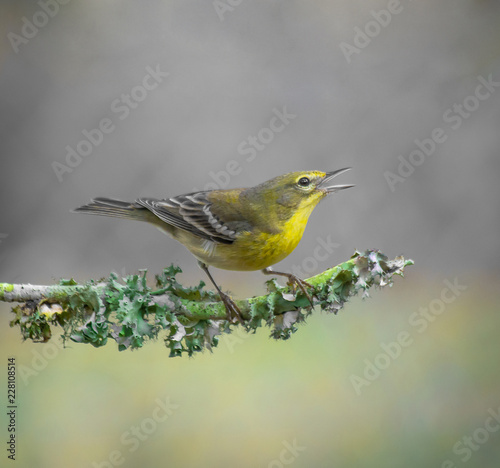 yellow bird © Texas Photographer