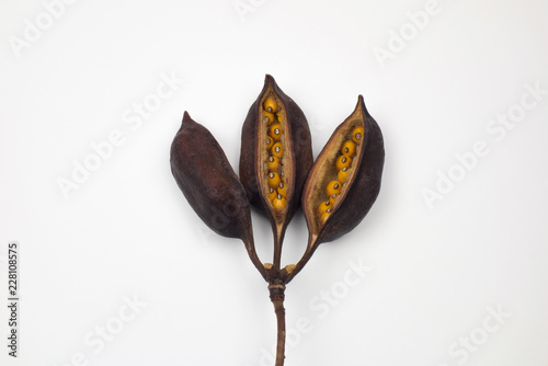 Kurrajong tree seed pods on white background. photo