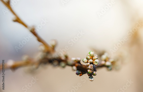 Buds of unblown tree in early spring