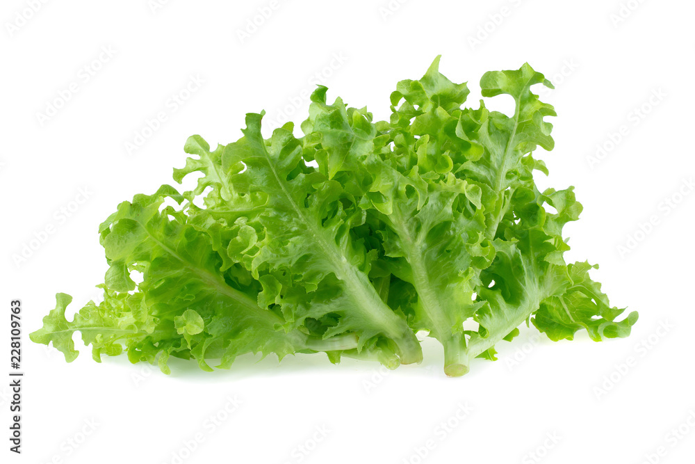 Green oak leaf lettuce isolated on white background Green oak leaf lettuce isolated on white background
