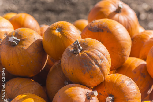 Verschiedene Herbstfrüchten und Arten von Kürbisen in den hölzernen Behältern großer Stapel runde, helle und orange kürbise für Halloween und Danksagungsfeiertage.
