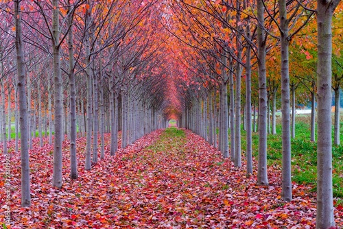 A red tree tunnel in autumn  - fallen leaves frame the tunnel