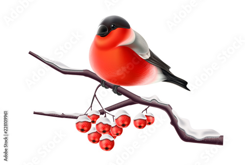 Vector realistic bullfinch bird at branch xmas
