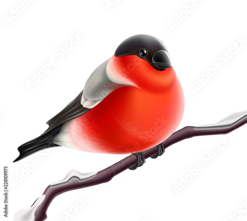 Vector realistic bullfinch bird at branch xmas