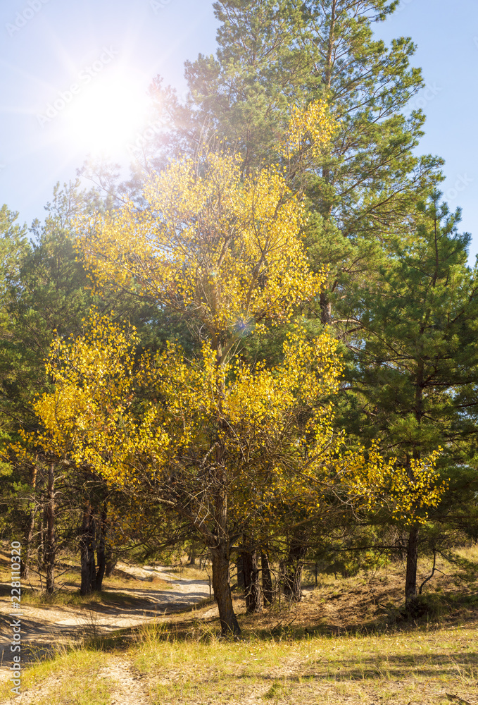 poplar with yellow leaves on the edge of a pine forest