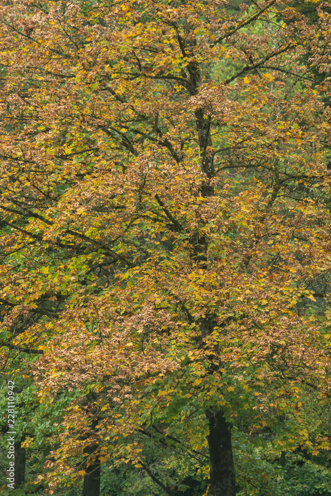 Trees and shrubs in beautiful autumnal colors Trees and shrubs in beautiful autumnal colors