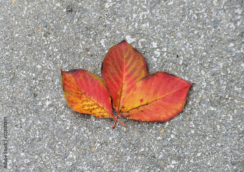 Red autumn leaves on the stone floor background Red autumn leaves on the stone floor background
