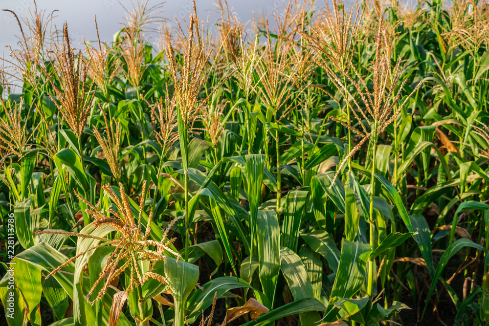 Obraz premium Cornfield with sunlight and grey clouds background
