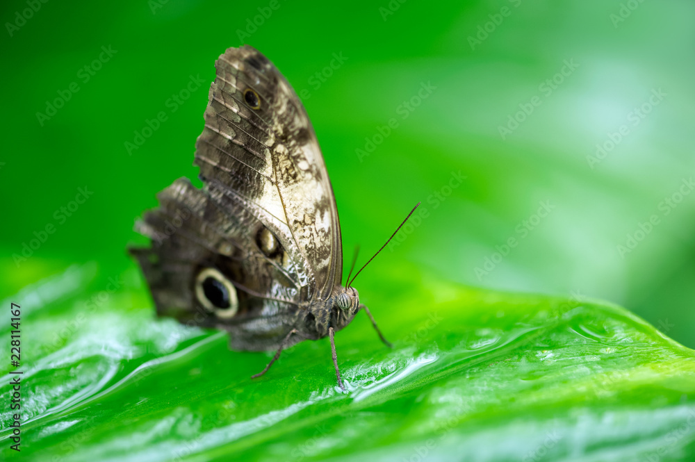 Butterfly close up on a green leaf macrophtography Butterfly close up on a green leaf macrophtography