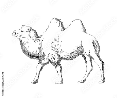 Vector engraved style illustration for posters, decoration and print. Hand drawn sketch of camel in black isolated on white background. Detailed vintage etching style drawing.