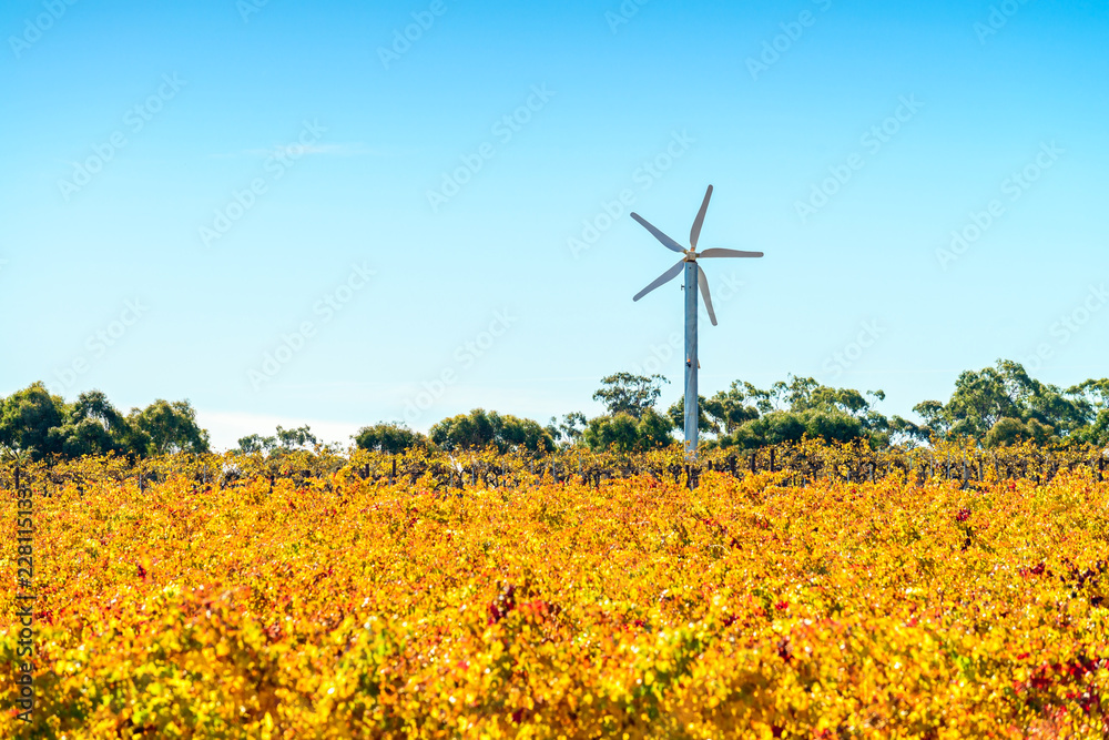 Windmills in Riverland vineyard