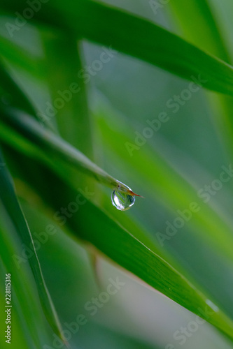 The water on bamboo leaves.