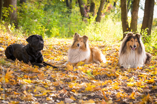 Three dogs lying down on autumn forest