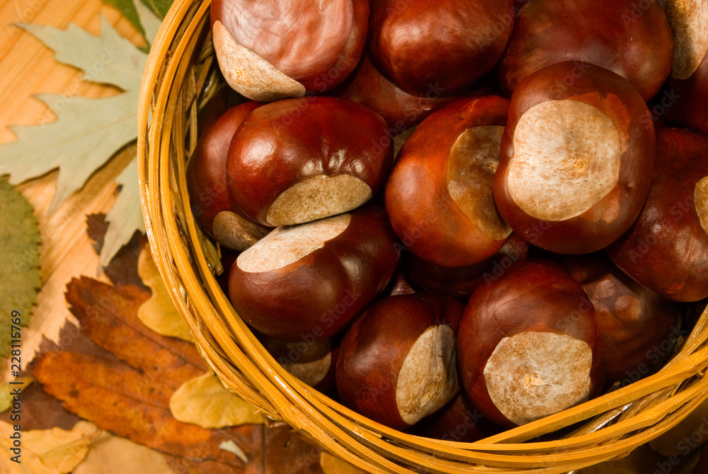 image of chestnuts in autumn closeup
image of chestnuts in autumn closeup