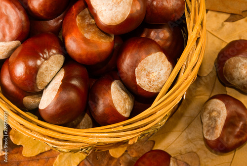 image of chestnuts in autumn closeup